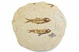 Fossil Fish (Knightia) Mortality Plate - Wyoming #375398-1